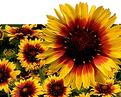 Gaillardia Aristata Sunburst