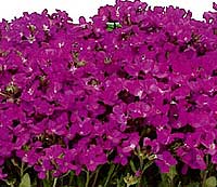 Arabis Blepharophylla Rose Delight