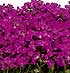 Arabis Blepharophylla Rose Delight