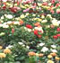 La campaa de la Poinsettia
