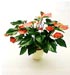 Anthurium andreanum strong love