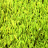 Idemgrass Perfect, lo ms innovador en csped sinttico