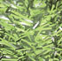 Seto hoja ancha eco