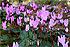 Cyclamen Mini