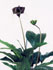 Tacca chantrieri con flores de color marrn violceo