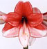 Hippeastrum con motas y llamas