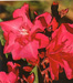 Nerium oleander