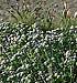 Teucrium polium ssp dunense