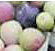 SAPEC AGRO - Bioestimulante Algaegreen Olivo