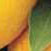 SAPEC AGRO - Bioestimulante Algaegreen C�tricos