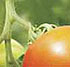 SAPEC AGRO - Bioestimulante radicular Sapec Agro Vital