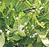 SAPEC AGRO - Bioestimulante reforzado AminosPrim
