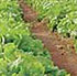 SAPEC AGRO - Enraizante y bioestimulante Ruter AA Sapec