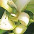 SAPEC AGRO - Fosfito pot�sico Safos