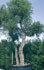 Quercus suber