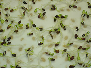 Germinación laboratorio
