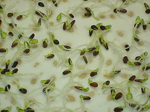 Germinacin laboratorio