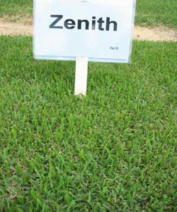 Csped Zoysia Zenith