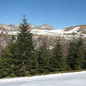 Abeto Alba