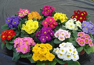 Primula Traviata F1