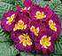 Primula Traviata F1