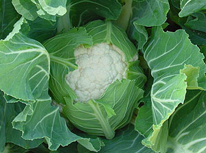 Coliflor Galloper F1