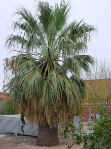 Palmera abanico Filifera