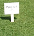 Agrostis Rastrera PENN-A4