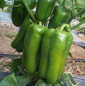 Pimiento Lamuyo F1