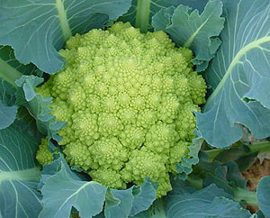 Coliflor Agripa F1 (Romanesco)