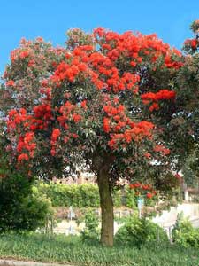 Eucalipto Ficifolia
