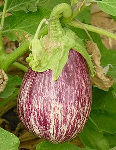 Berenjena  B-10052 F1