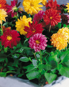 Dahlia Princess