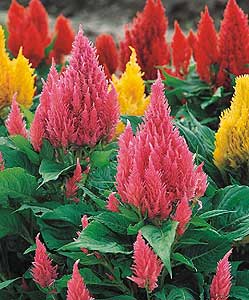 Celosia Plumosa Castle