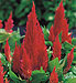 Celosia Plumosa Castle