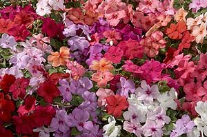 Impatiens Walleriana Nela F1