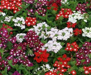 Verbena Sparkle