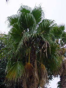 Palmera abanico Robusta