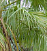 Palmera abanico Robusta