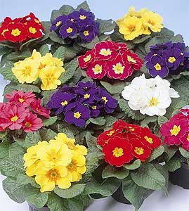 Primula acualis Carmen S1