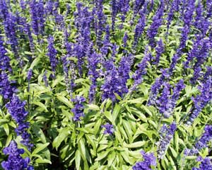 Salvia Farinacea Victory