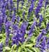 Salvia Farinacea Victory