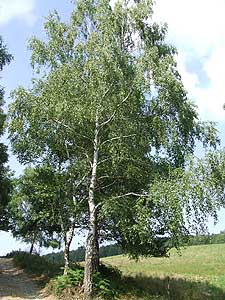 Abedul Pendula