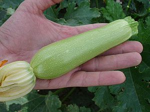 Calabacn CZI-10036 F1