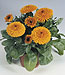 Calendula Officinalis Fiesta Gitana