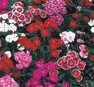 Dianthus Chinensis TelStar F1