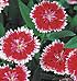 Dianthus Chinensis TelStar F1