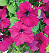 Petunia colgante Samba F1