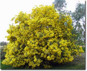 Mimosa Baileyana