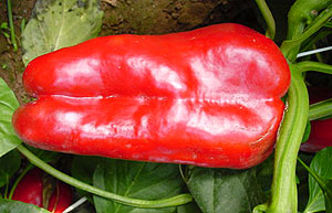 Pimiento lamuyo Rainbow F1